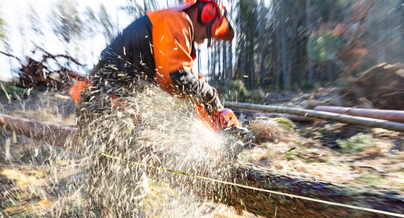 Should chainsaws be allowed in the woods? Attention readers.