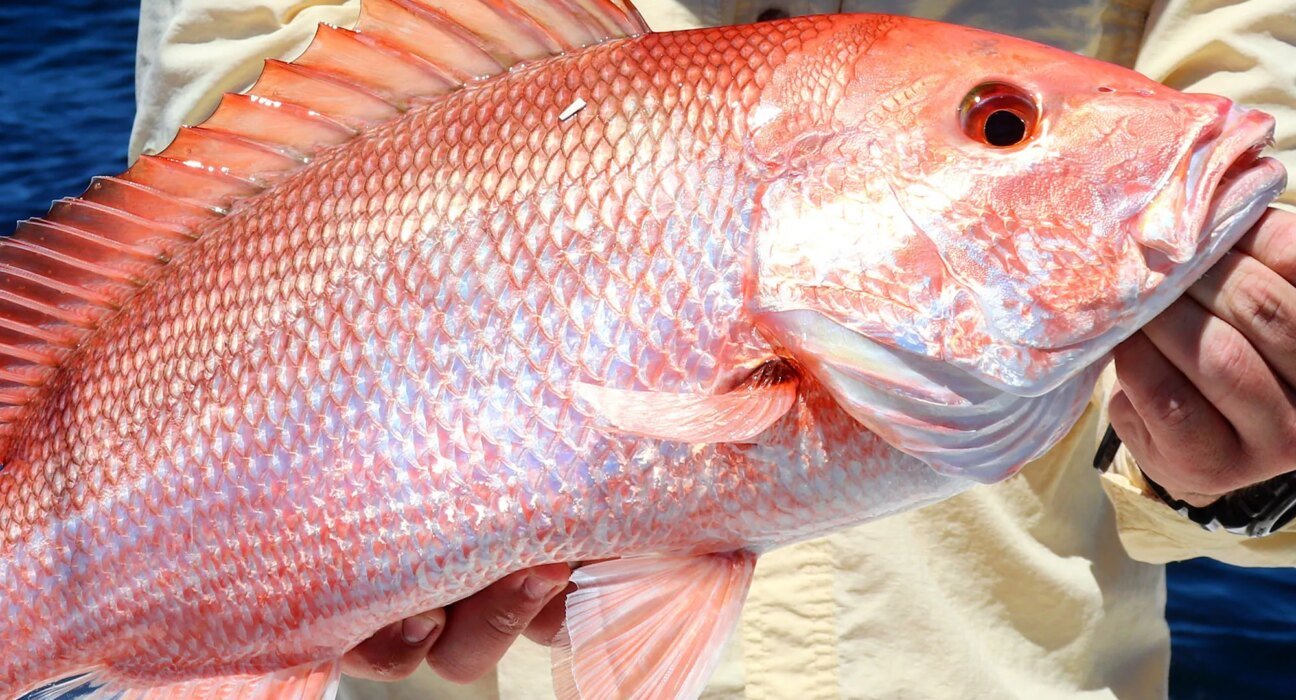 The Atlantic red snapper season was scheduled to open today. A court stopped it