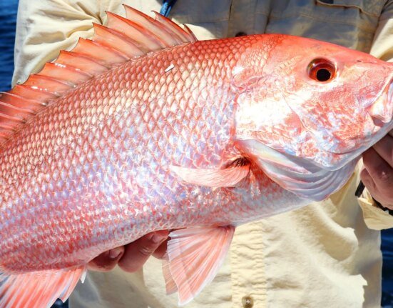 The Atlantic red snapper season was scheduled to open today. A court stopped it