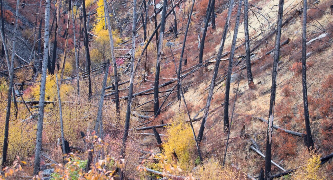 The debate rages on chainsaws in the woods. The Weight of a Former Trailworker.