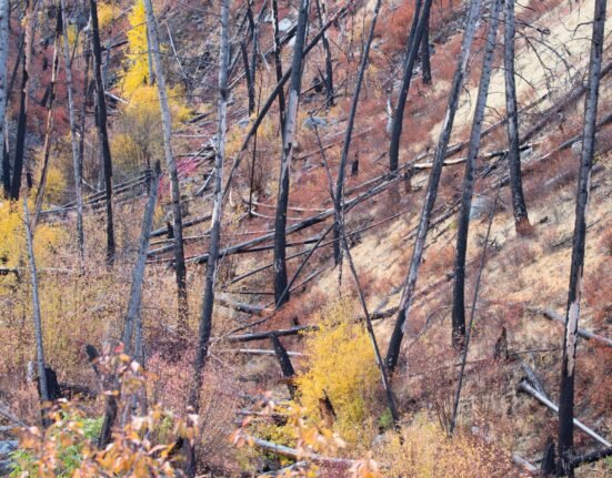 The debate rages on chainsaws in the woods. The Weight of a Former Trailworker.