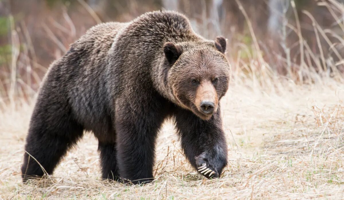 The feds aim to bring grizzly bear management back to western states. Could federal listing be next?