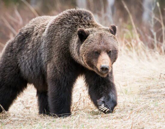 The feds aim to bring grizzly bear management back to western states. Could federal listing be next?