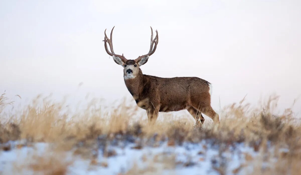 The long campaign to decriminalize hunting and fishing with out-of-state funding should trouble outsiders