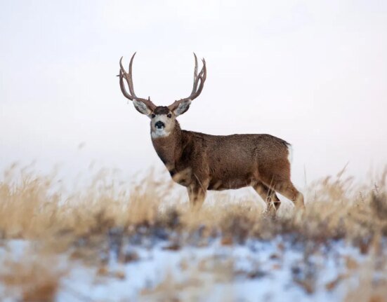The long campaign to decriminalize hunting and fishing with out-of-state funding should trouble outsiders