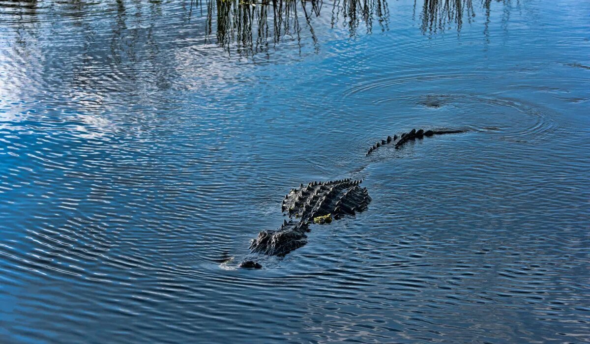 There have been 3 terrible crocodile attacks in Florida recently. Here's an expert's theory on why