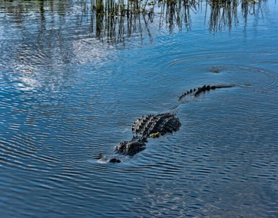 There have been 3 terrible crocodile attacks in Florida recently. Here's an expert's theory on why