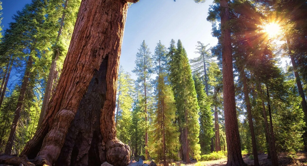 There's a named doctor for this legendary Yosemite tree: Here's how its checkup went