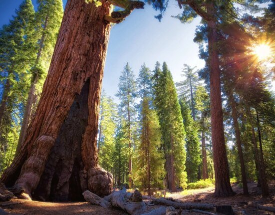 There's a named doctor for this legendary Yosemite tree: Here's how its checkup went