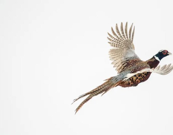 This controversial hunter recruitment program purchases pheasants from prisons. Bird planting can now expand to federal and private lands