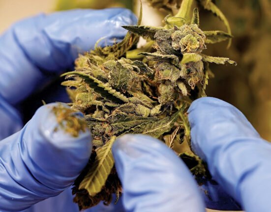 Trucking coalition wants federal marijuana testing plan