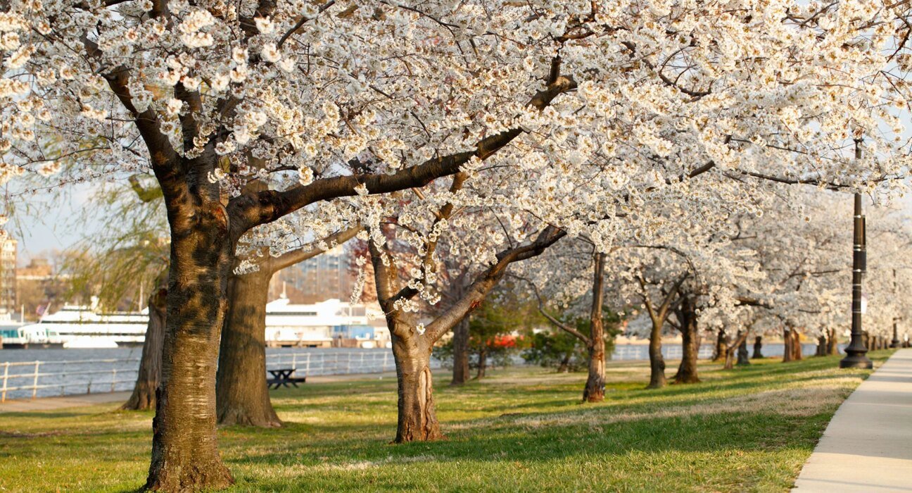 Trump's DC golf course plan could eliminate historic cherry trees and a beloved riverside trail