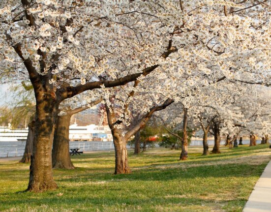 Trump's DC golf course plan could eliminate historic cherry trees and a beloved riverside trail