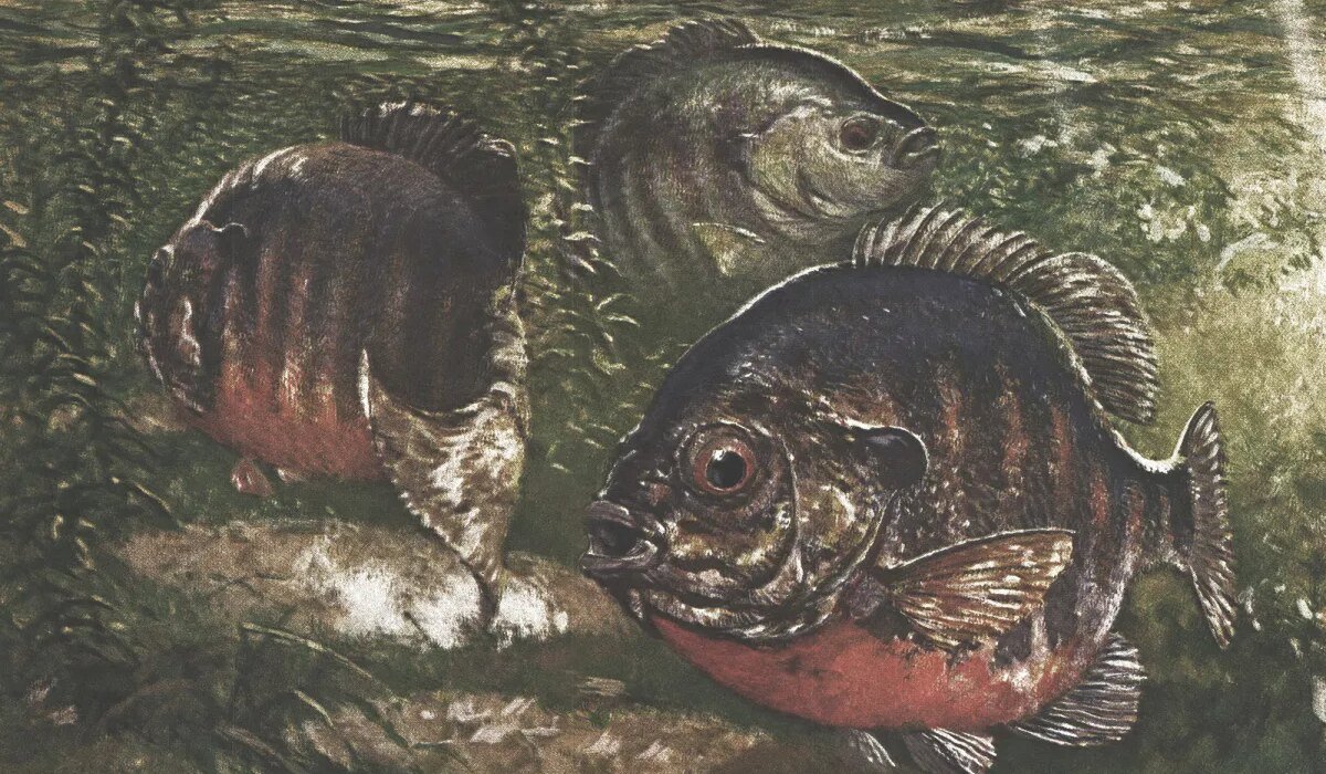 Use These Traditional Tips to Catch Big Summer Bluegills on Southern Reservoirs