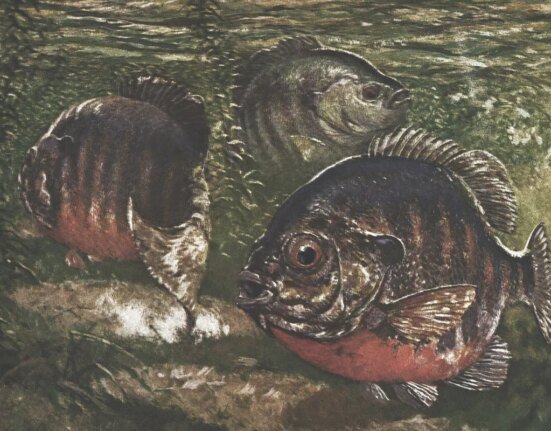 Use These Traditional Tips to Catch Big Summer Bluegills on Southern Reservoirs