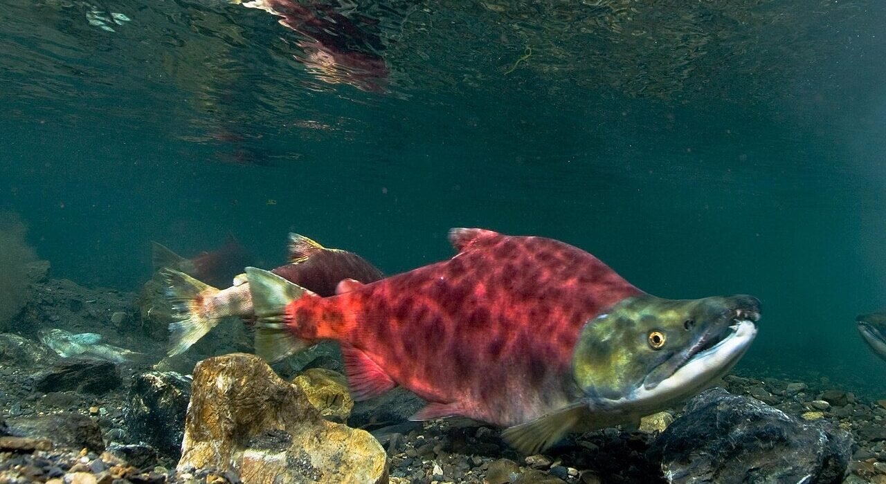 Washington cancels Upper Columbia sockeye season
