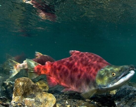 Washington cancels Upper Columbia sockeye season