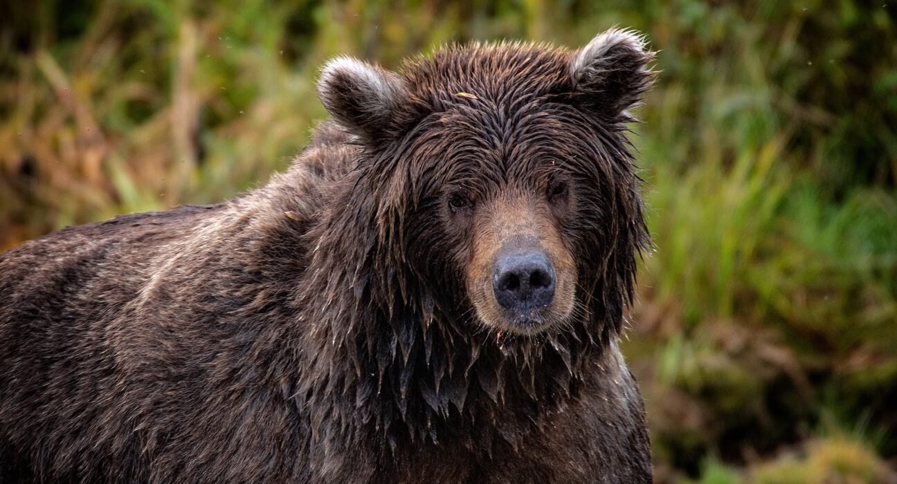 Why did bear spray fail in deadly Glacier National Park grizzly attack?
