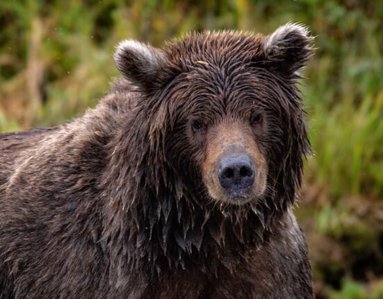 Why did bear spray fail in deadly Glacier National Park grizzly attack?