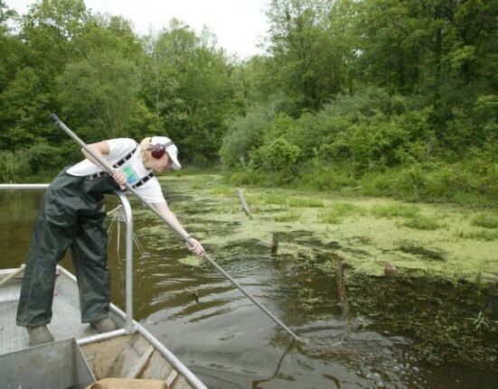 Widespread silver carp die-off reported on Illinois River