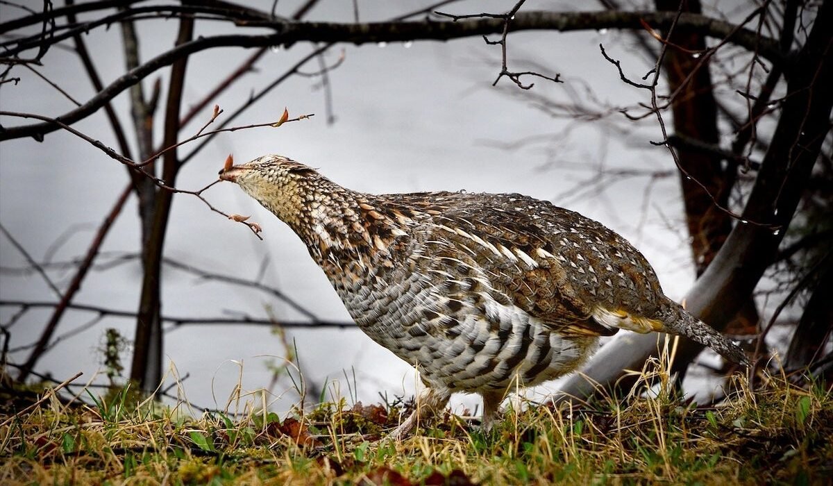 Wisconsin releases 2026 grouse and pheasant survey