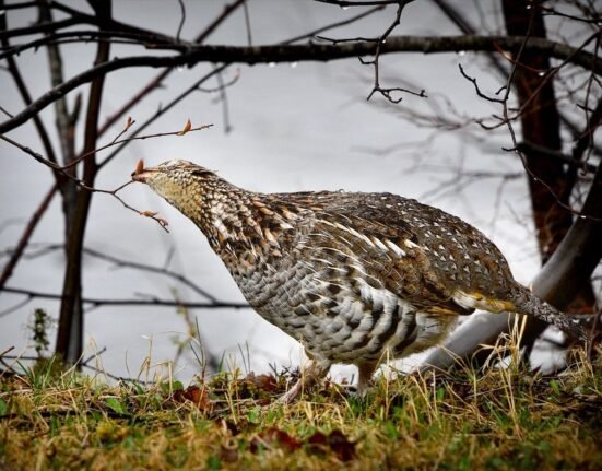 Wisconsin releases 2026 grouse and pheasant survey