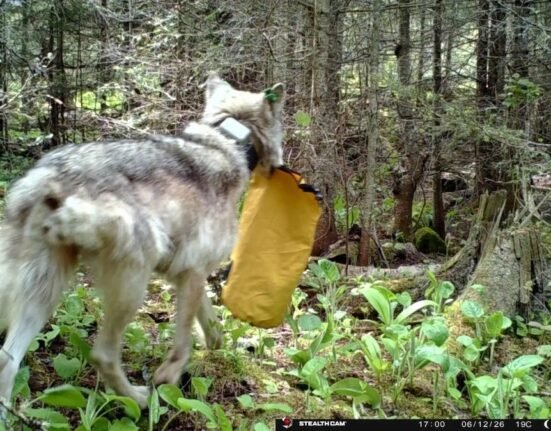 Wolves close campground at Michigan state park