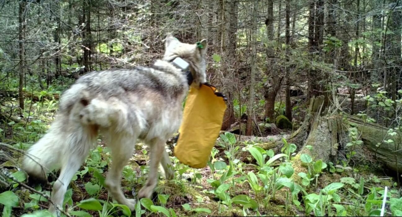 Wolves have started breaking tents in this national park. A scientist says it's the campers' fault