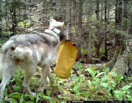 Wolves have started breaking tents in this national park. A scientist says it's the campers' fault