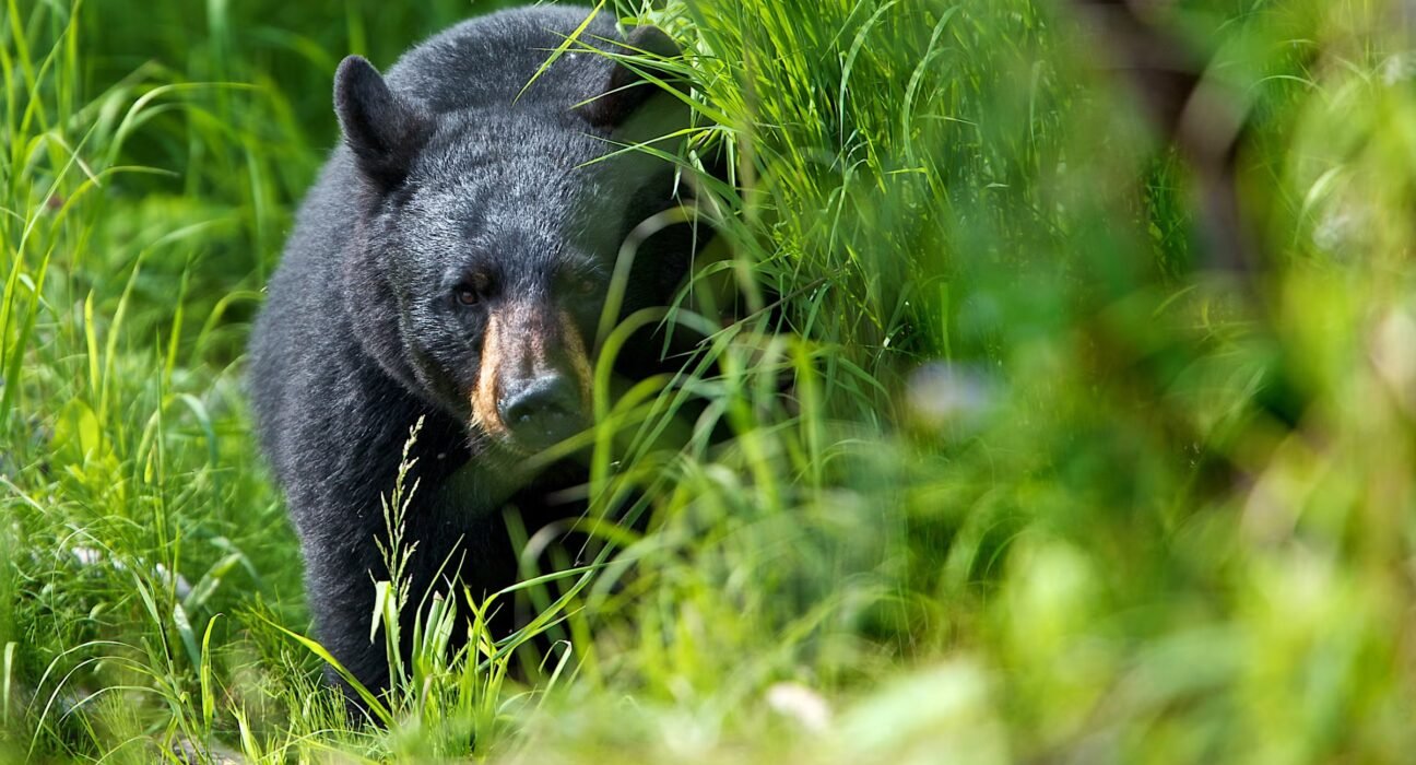Wyoming black bear attacks campers in Bighorn National Forest