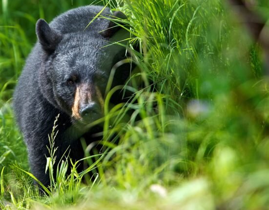Wyoming black bear attacks campers in Bighorn National Forest